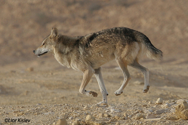  זאב Wolf  Canis lupus                                                                         זכר ,מכתש רמון מרץ 2006